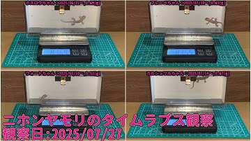 【Memorandum】 2025年07月27日 RPi-Cam-Web-Interfaceを用いたニホンヤモリのTimelapse観察