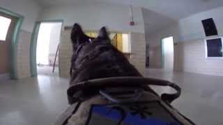 K9 Torres Building Search