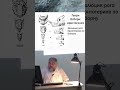 Генри Осборн: аристогенез \ Борис Жуков #наука #эволюция #shorts