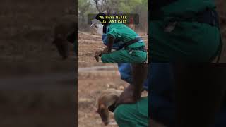 Download Lagu Meet The Giant Rats Sniffing Out Landmines MP3