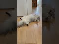猫が落ちていたので近づいてみると… 【サイベリアン】 #Shorts