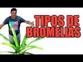 Tipos de Bromelias con Ricardo Negrón de la Hacienda Pepe Negrón