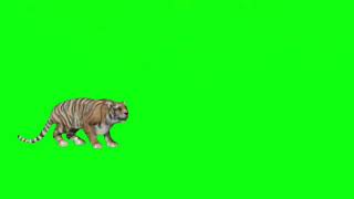 Green screen harimau