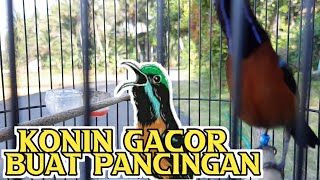 PANCINGAN KONIN GACOR - 100% WORK IT