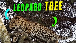 Leopard Getting Cozy on Top of a Tree to Avoid Hyenas
