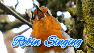 Robin Singing