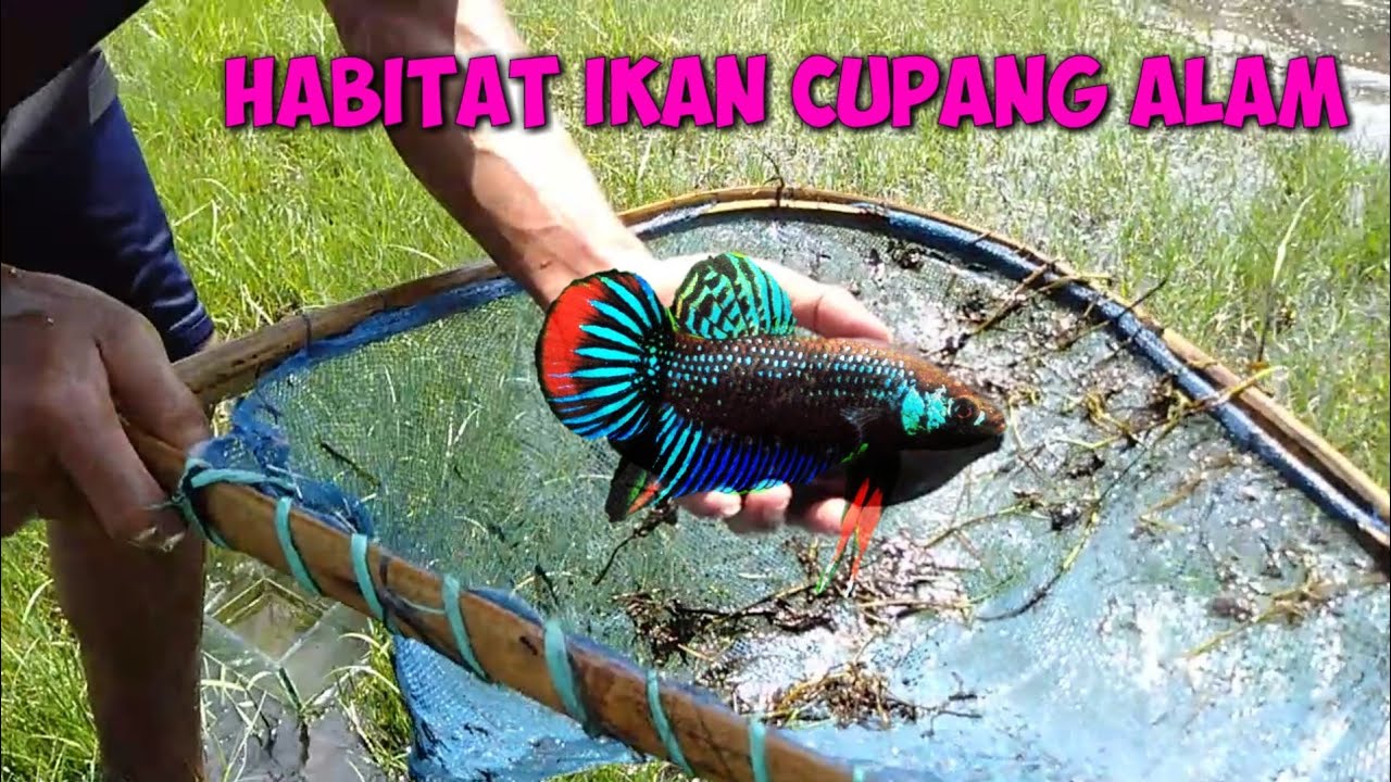 Mainan Anak - Memancing Ikan Sambil Belajar Berhitung, Belajar Warna & Bentuk - Fishing for Kids. 