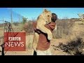 Lion hugger: This is how Sirga the lion greets her owner - BBC News