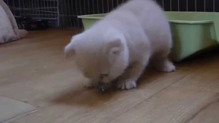 Watch the video about Chaton/Kitten 5 semaines Scottish Fold/British Shorthair