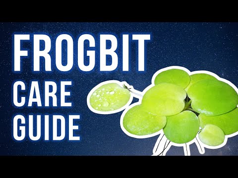 FROGBIT CARE GUIDE | How to Grow, Propagate & Contain It