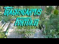Trachycarpus  3 years from 5 gal