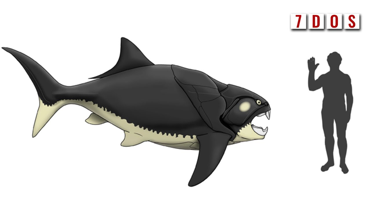 The New Look of (smaller) Dunkleosteus | 7 Days of Science