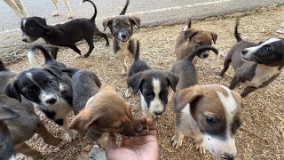Skinny Mother Dog Gave Birth to 10 Puppies… But She Was Too Weak to Feed Them All 