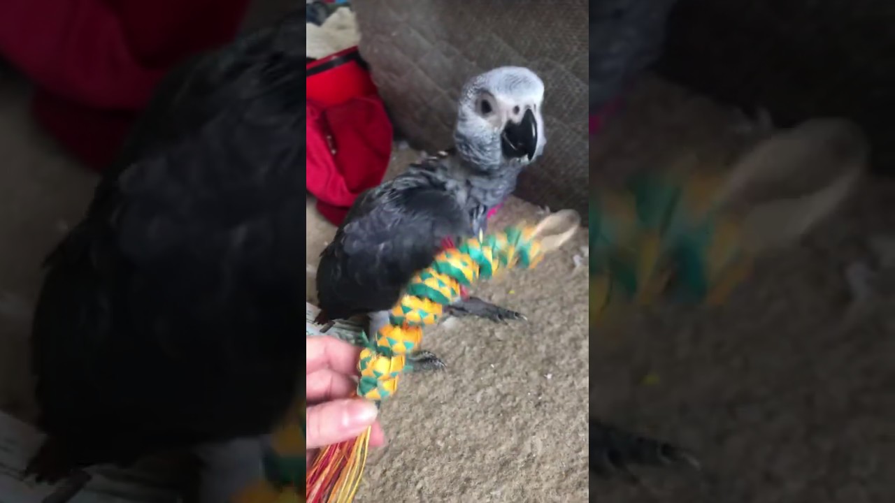 Ferocious African grey parrot growls and attacks prey YouTube