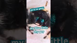 Genie the Jumping Spider Shows Off #spider #jumpingspider