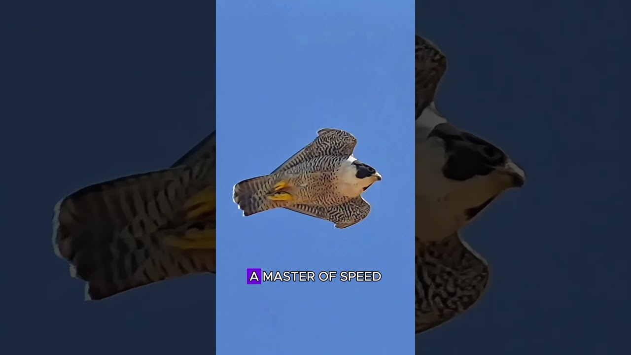 Never mess with an owl 