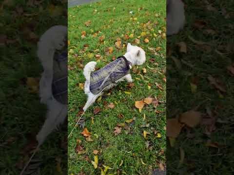 Superstar Rock Star Westie Zachary out modelling his new coat ⭐️⭐️⭐️🤩🤩🤩🌟