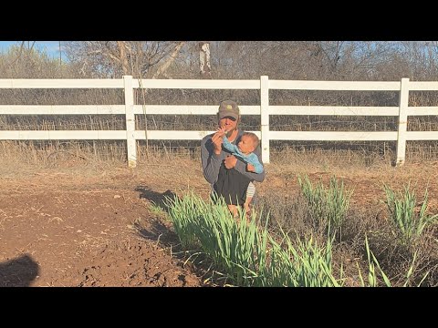 فيديو: نباتات الثوم المتأخر في كاليفورنيا: كيفية زراعة لمبات الثوم الأبيض المتأخر في كاليفورنيا