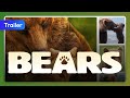 Bears 2014 Trailer 