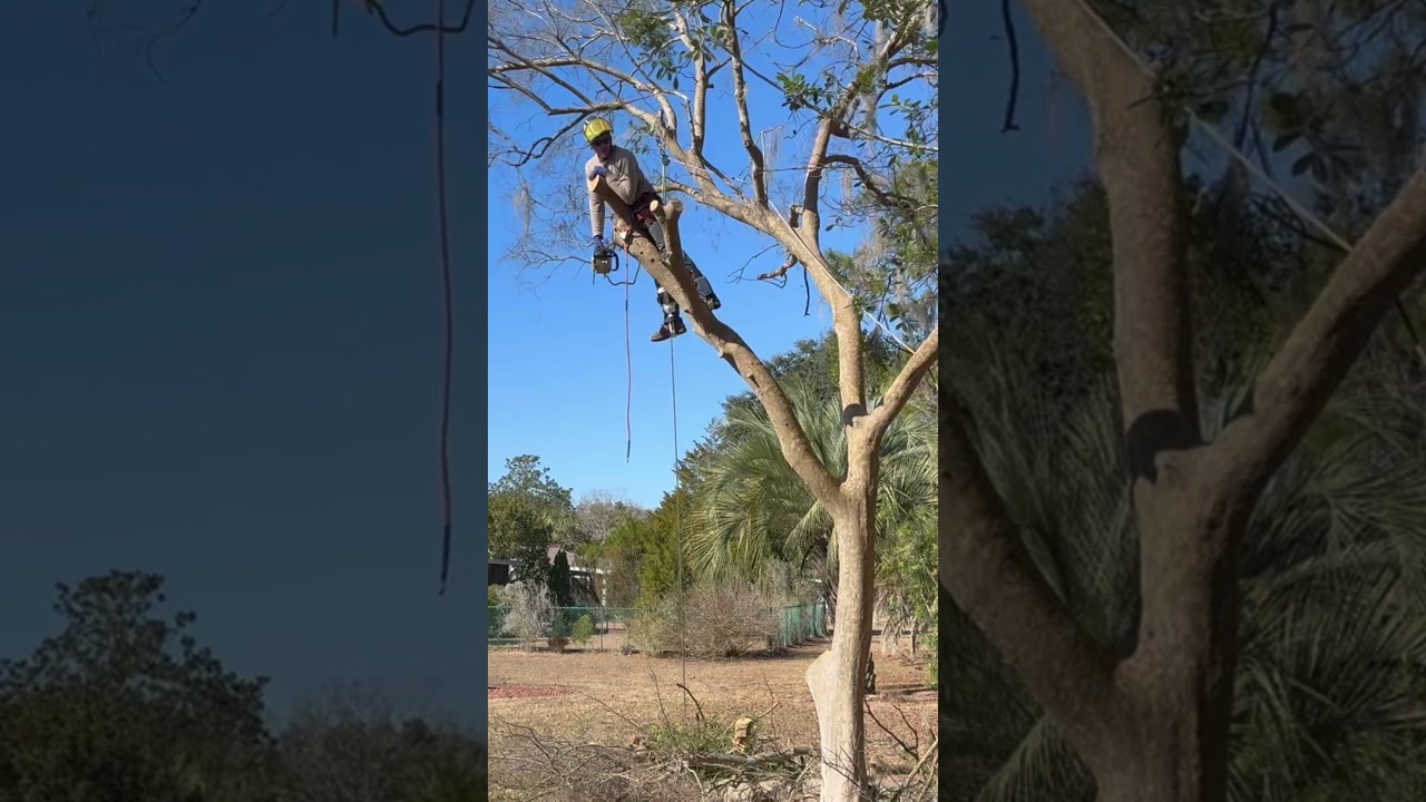 Работы по обрезке деревьев бесплатно!!