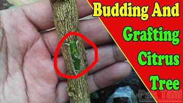 Budding and Grafting Citrus Trees Video Tutorial | Grafting Examples
