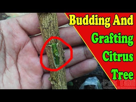 Budding and Grafting Citrus Trees Video Tutorial | Grafting Examples