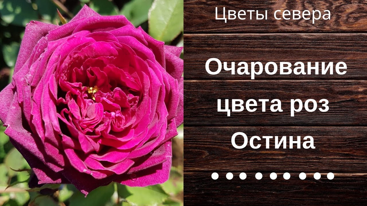 Роза Севера Интернет Магазин