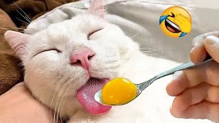 Try Not To Laugh 😅 Funniest Cats and Dogs 2024 😹🐶 Part 3