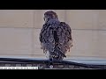 San José City Hall Peregrine Falcon Camera - Roof