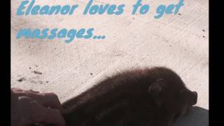 Eleanor the mini pig gets and gives massage