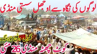 Kot Chutta Mandi Qurbani 2025 Sahiwal Cholistani Dajil Bachre Global Village Farming