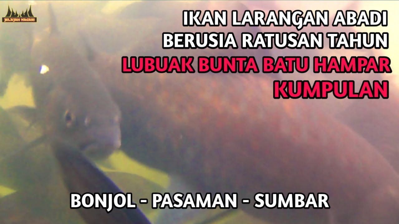 Не пытайтесь поймать эту рыбу, если не хотите страдать