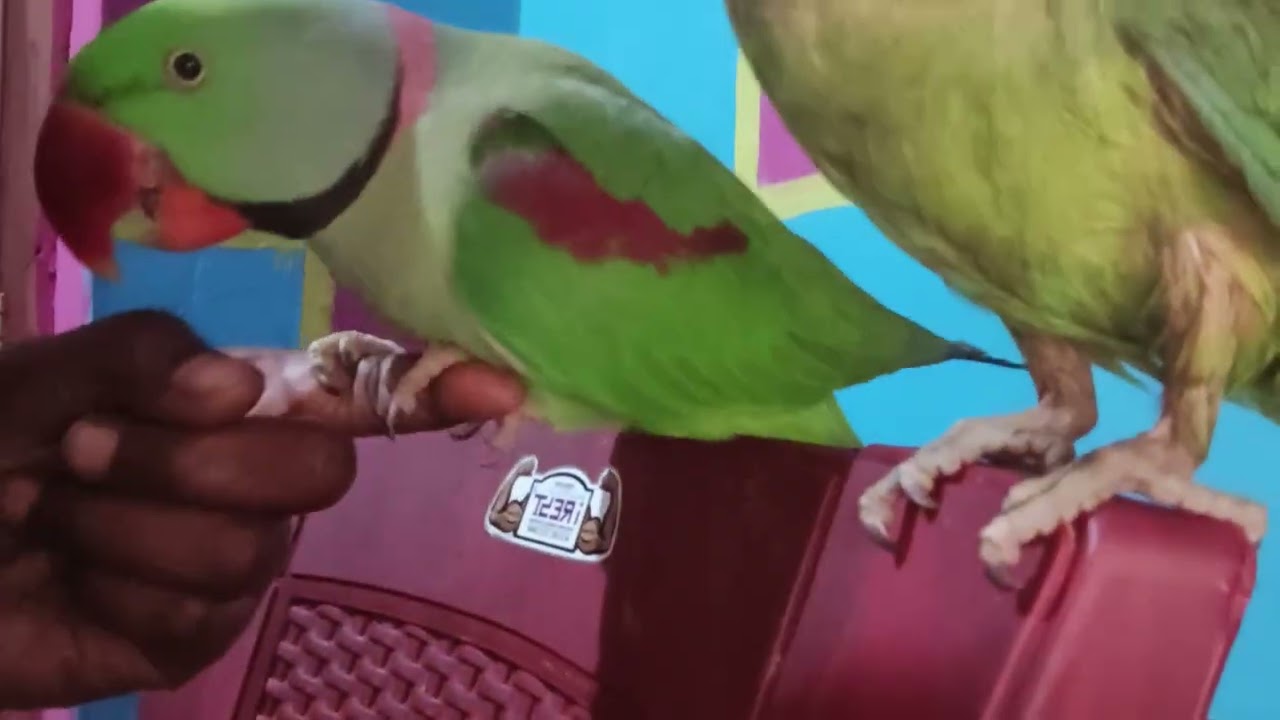 बेहद खास है तोता इसे नजर अंदाज मत कीजिये वीडियो पूरा देखिये