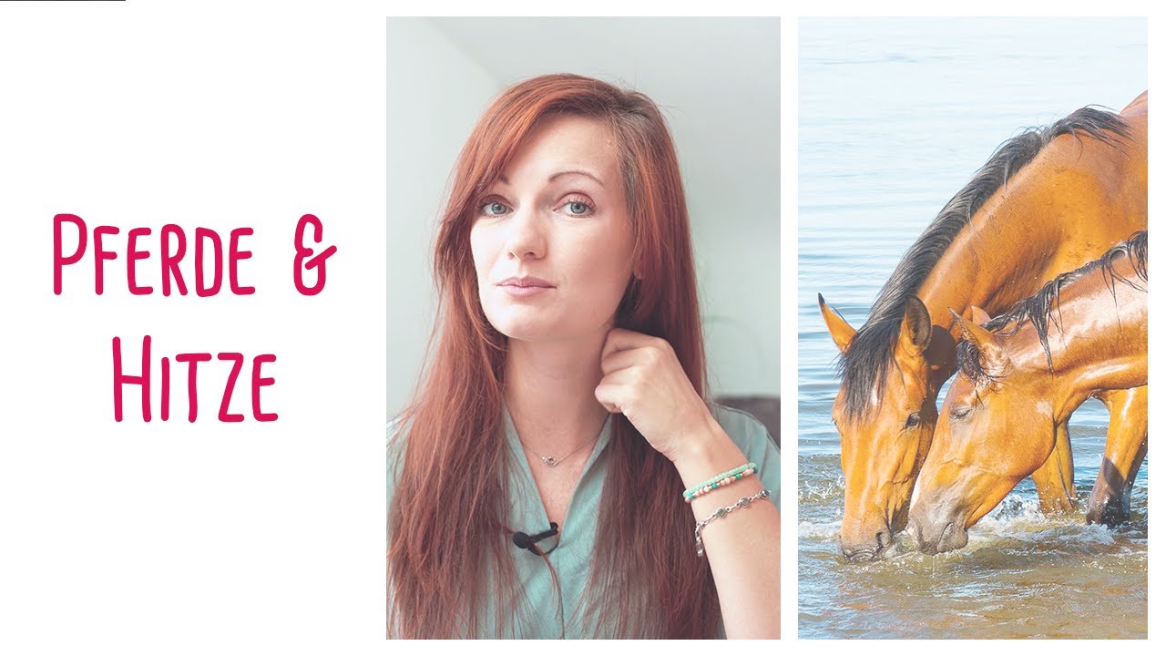 Pferde und Hitze - Darauf musst Du achten!