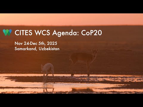 CITES COP20: WCS’s Susan Lieberman on WCS’s priorities at the COP