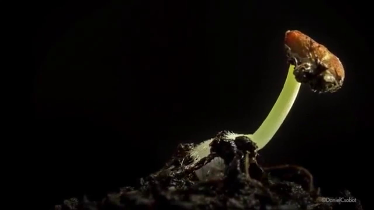 Max.G - Miracle (Video by Daniel Csobot)