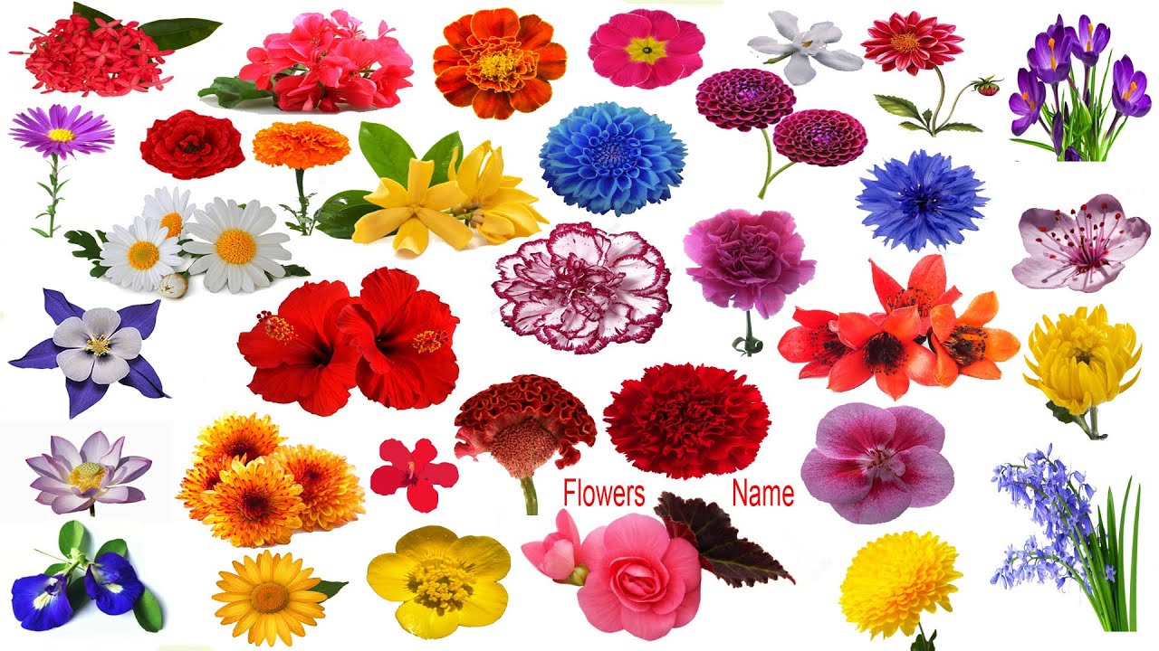 Flowers Name & Images Flowers Vocabulary Necessary Vocabulary