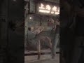 こころボコリョナ DOA5LR
