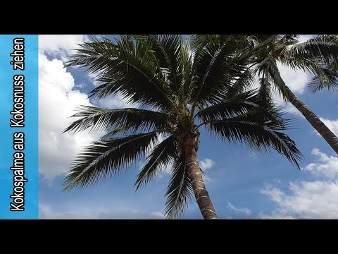 Video: Kokospalmen pflanzen: Kokospalmen aus Kokosnüssen anbauen