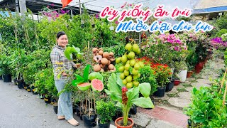 Various fruit tree varieties for sale, free shipping included..😘📲 0969.553.364.Thủy screenshot 5