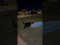Orange Cat Hiding in Blue Tent Surprises Black Cat and Starts Chase
