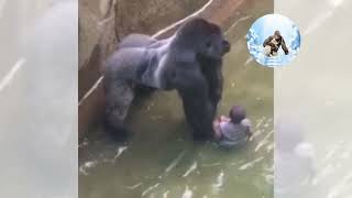 From Tragedy To Internet Icon The Incredible Story Of Harambe The Gorilla