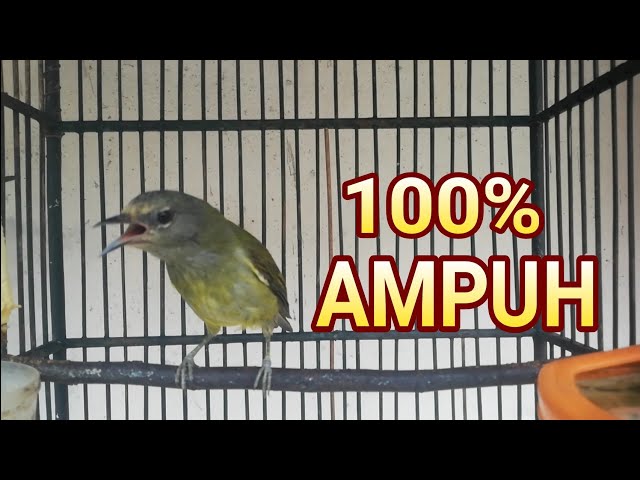 Suara Burung Opior Jawa Gacor Nyuling Tratak Opior Bahan Seketika LANGSUNG NYAUT class=