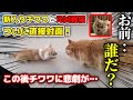 先住猫と子犬を会わせてみたらとんでもないことになりました…