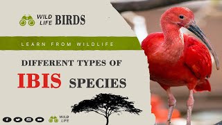 Ibis Birds II Different Types of Ibis Bird Species II Scientific Name ll Locatio