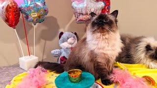 Happy 11th Birthday To The Most Amazing Girl In The World! Lady Rochelle by It's A Ragdolls World! 291 views 2 months ago 7 minutes, 19 seconds