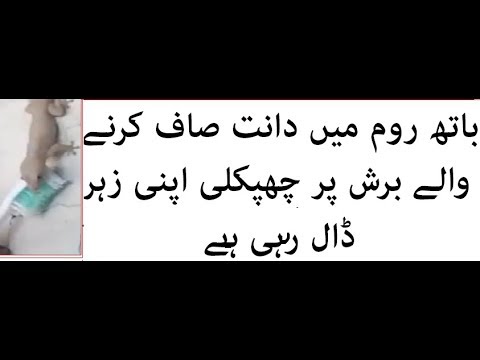 دانت صاف کرنے والے برش پر چھپکلی اپنی زہر ڈال رہی ہے