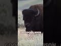 DAY 18 #bison