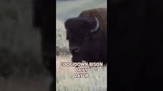 DAY 18 #bison