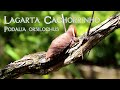Lagarta cachorrinho - Podalia Orsilochus